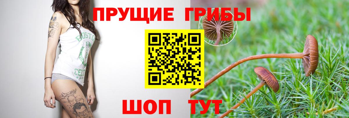 Псилоцибиновые грибы GOLDEN TEACHER Славгород
